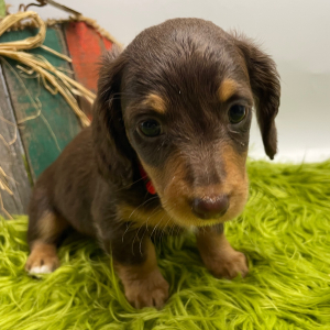 Dachshund Puppy Harleigh