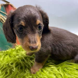 Dachshund Puppy Harleigh