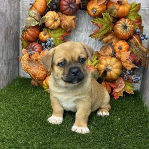 Porgi Puppy Felix