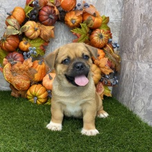 Porgi Puppy Felix