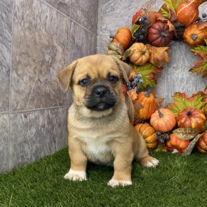 Porgi Puppy Felix