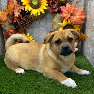 Porgi Puppy Felix