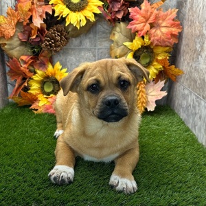 Porgi Puppy Felix