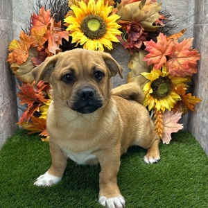Porgi Puppy Felix