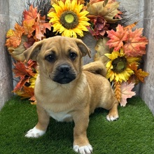 Porgi Puppy Felix