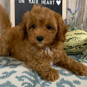 Cavapoo Puppy George