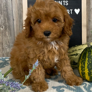 Cavapoo Puppy George