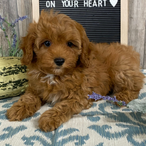 Cavapoo Puppy George
