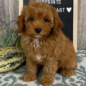 Cavapoo Puppy George