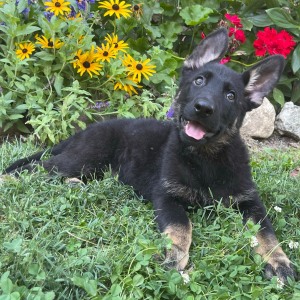German Shepherd Dog Puppy Gloria