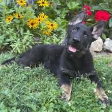 German Shepherd Dog Puppy Gloria