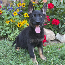 German Shepherd Dog Puppy Gloria