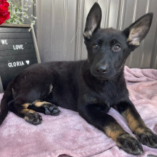 German Shepherd Dog Puppy Gloria