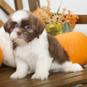 Shih Tzu Puppy Boone