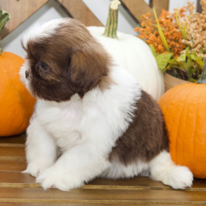 Shih Tzu Puppy Boone
