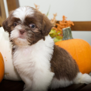 Shih Tzu Puppy Boone