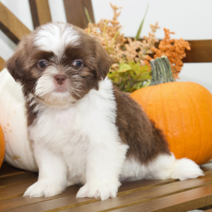 Shih Tzu Puppy Boone