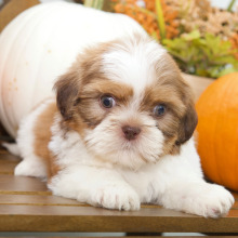 Shih Tzu Puppy Byron