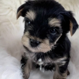 Yorkshire Terrier Puppy Atlas