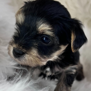 Yorkshire Terrier Puppy Atlas
