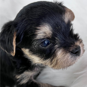Yorkshire Terrier Puppy Atlas
