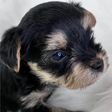 Yorkshire Terrier Puppy Atlas
