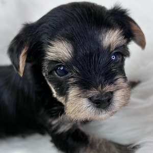 Yorkshire Terrier Puppy Atlas