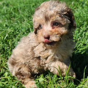 Poodle Puppy Reeses