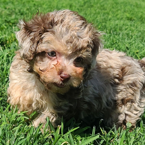 Poodle Puppy Reeses