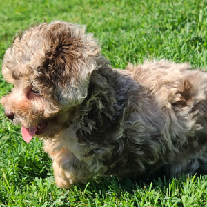 Poodle Puppy Reeses