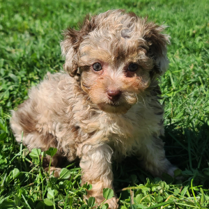 Poodle Puppy Reeses
