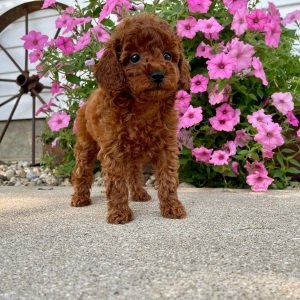 Poodle Puppy Malayah