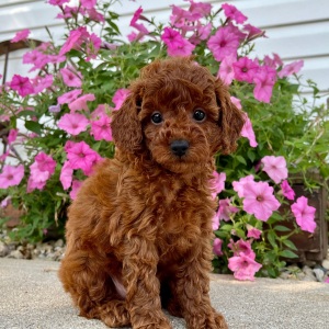 Poodle Puppy Malayah