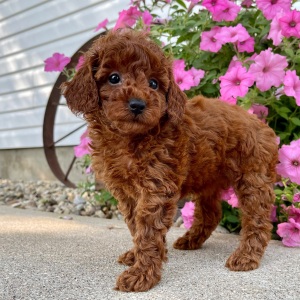 Poodle Puppy Malayah
