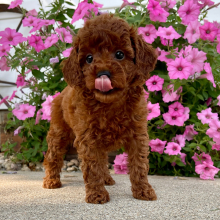 Poodle Puppy Malayah