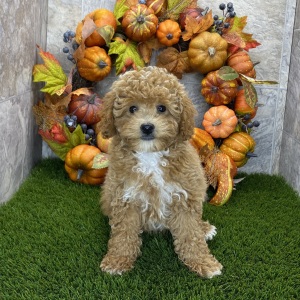 Poodle Puppy Rowan