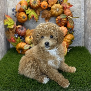 Poodle Puppy Rowan