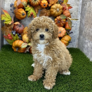 Poodle Puppy Rowan