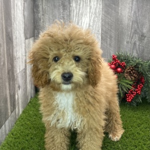 Poodle Puppy Rowan