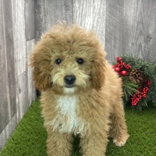 Poodle Puppy Rowan