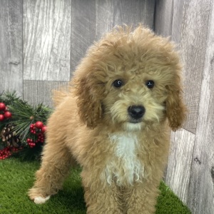 Poodle Puppy Rowan