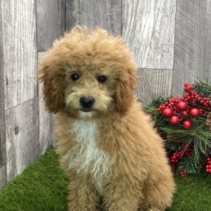 Poodle Puppy Rowan