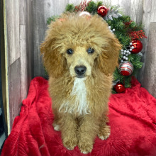 Poodle Puppy Rowan
