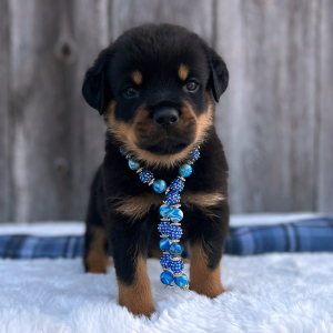 Rottweiler Puppy Rocky