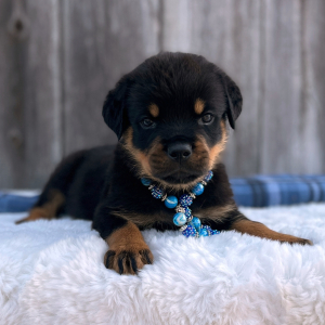 Rottweiler Puppy Rocky