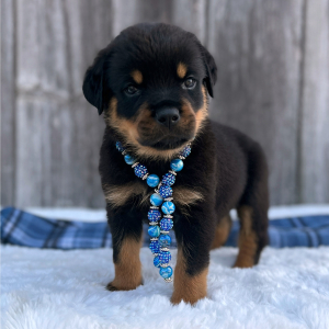 Rottweiler Puppy Rocky