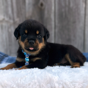 Rottweiler Puppy Rocky