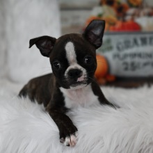 Boston Terrier Puppy Boss Baby aka BB
