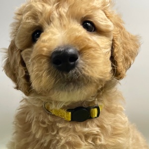 Goldendoodle Puppy Shooter