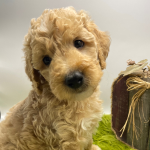 Goldendoodle Puppy Shooter